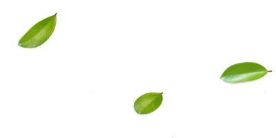 0LEAF 3 709x356 Webp