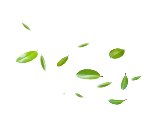 0Leaf 1217x1003 Webp